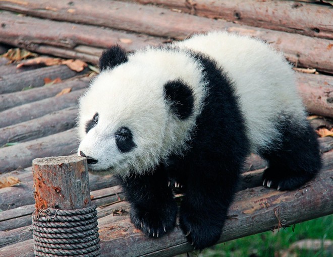 Half Day Chengdu Amazing Panda Trip - private
