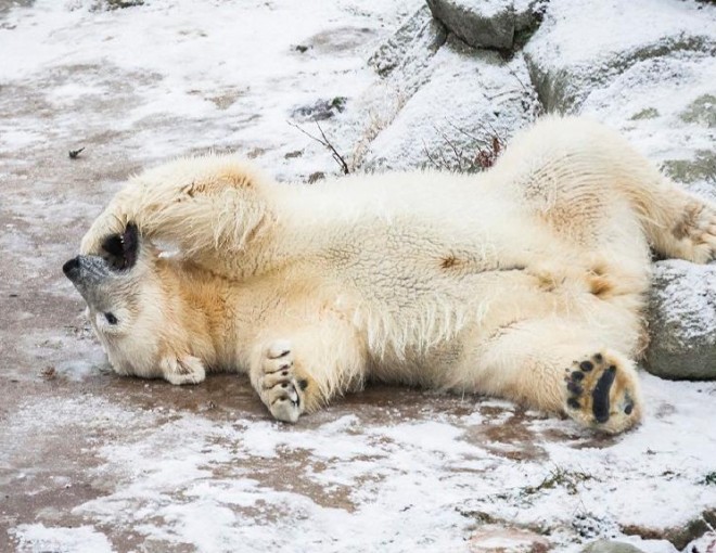 Day tour to Ranua Wildlife Park - Visit the Arctic Animals!