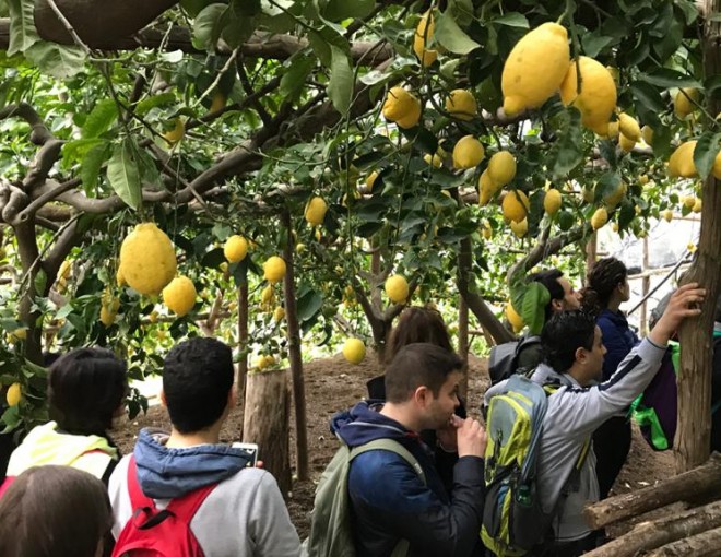 Hikking through The Path of the lemons