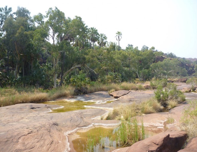 Full Day 4WD Palm Valley Safari - A5