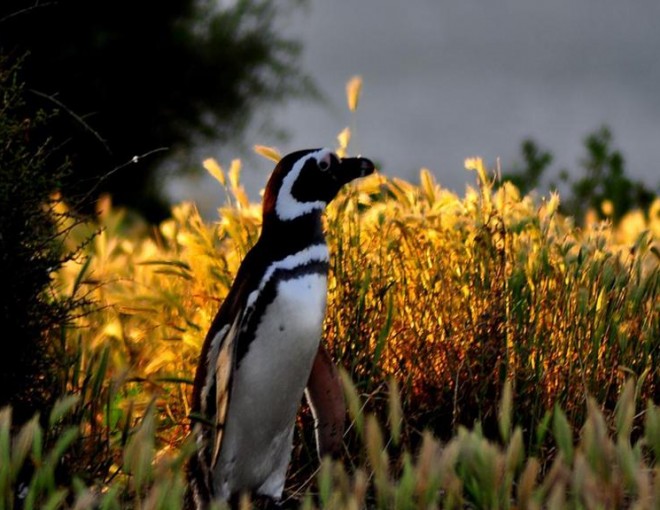 Peninsula Valdes and Estancia San Lorenzo Full Day Tour