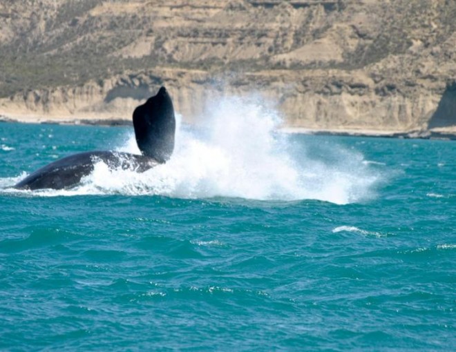 Full Day in Peninsula Valdes with Whale Watching