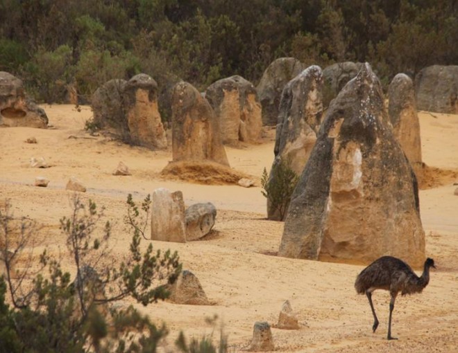 1 Day Pinnacles Sunset Dinner & Wildlife Experience