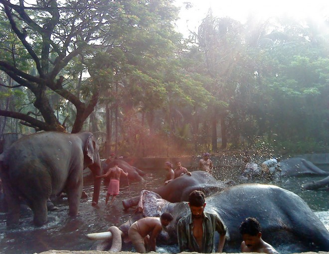 Guruvayur and elephant tour