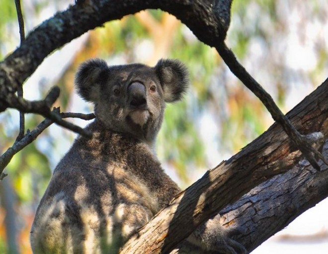 Rainforest and Wildlife Tour - Tamborine, Lamingtion & O'Reilly's