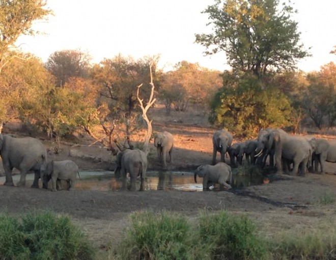 Game Drive with Bush Meal