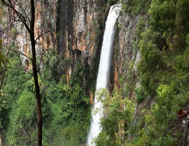 Natural Bridge and Springbrook Tour