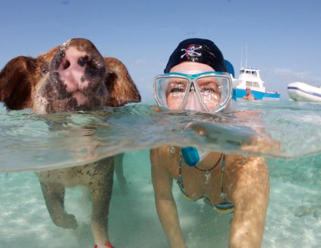 Swim with the Pigs in Exuma