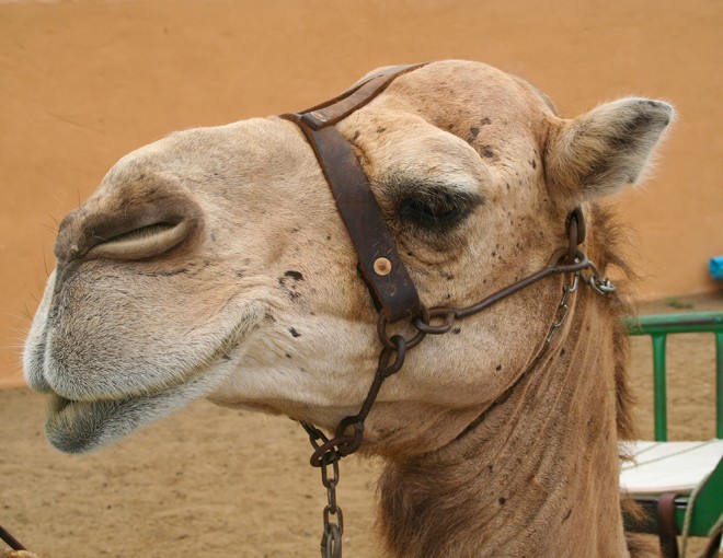 Oferta Black Friday: Excursión en camello por las dunas