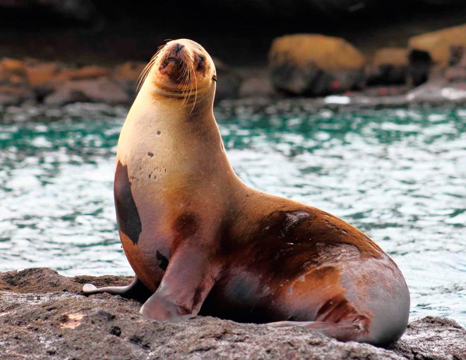 North Seymour Island Full Day Tour