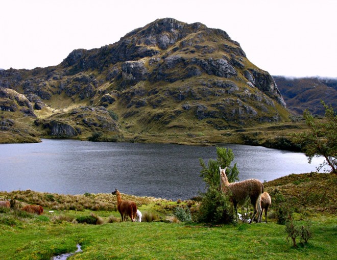 Cajas National Park Day Trip