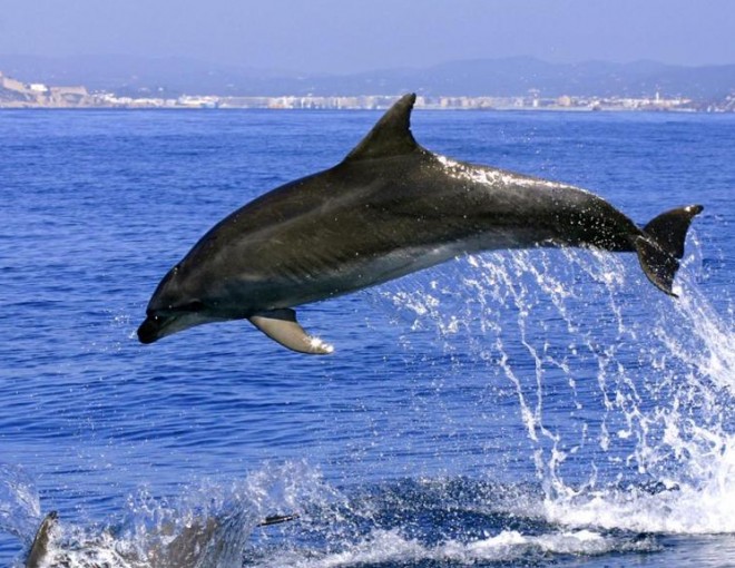 Gibraltar Express Dolphins Full Day