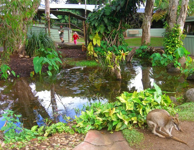 Kuranda Rainforestation with Australian Butterfly