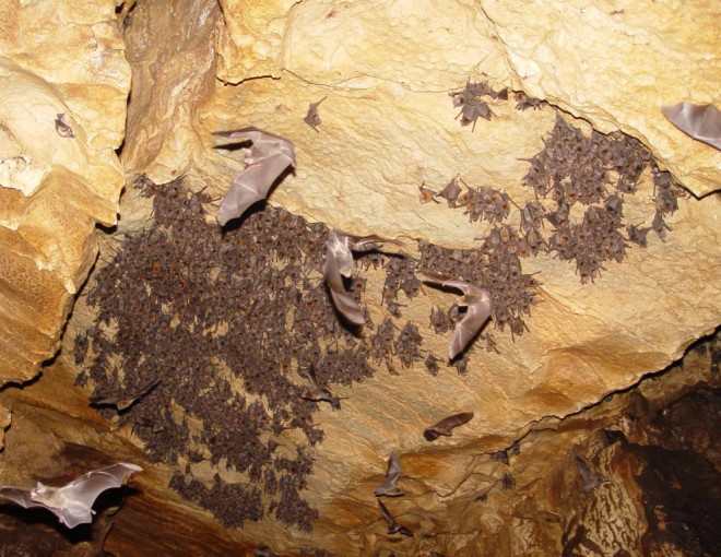 Cavernas del Venado