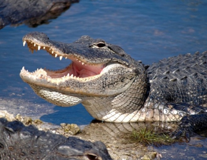 Everglades Airboat Adventure and Biscayne Bay Cruise