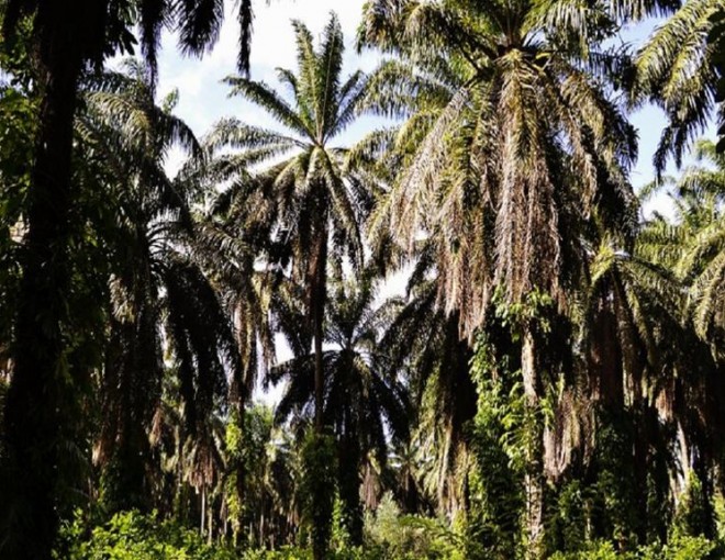 Ivondro Palm Grove
