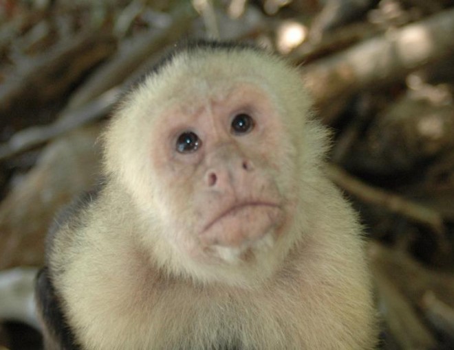 Manuel Antonio National Park Tour