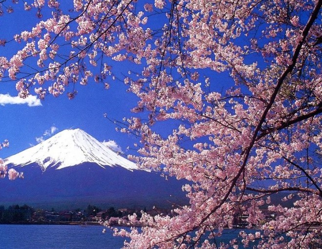 Fuji's Best Cherry Blossom Spots Tour