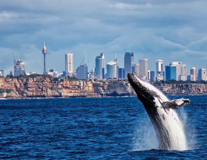 Whale Watching Lunch Cruise