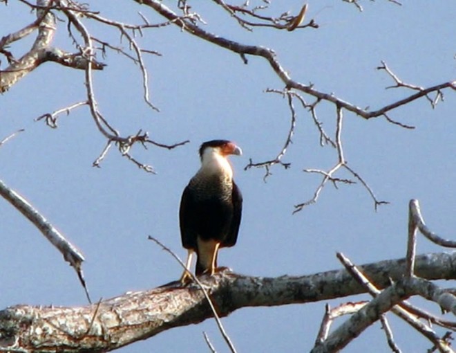 Palo Verde descesnso por el rio