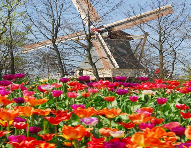 Keukenhof from Amsterdam and fast-track entry + Canal cruise Amsterdam