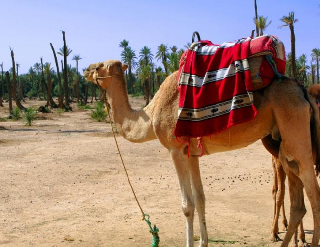 Camel Ride in Marrakech Palm grove