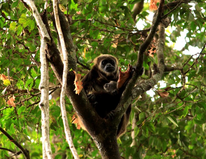 Churute Mangroves Tour