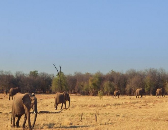 Private Half Day Game Drive with Cruise - Zambezi National Park