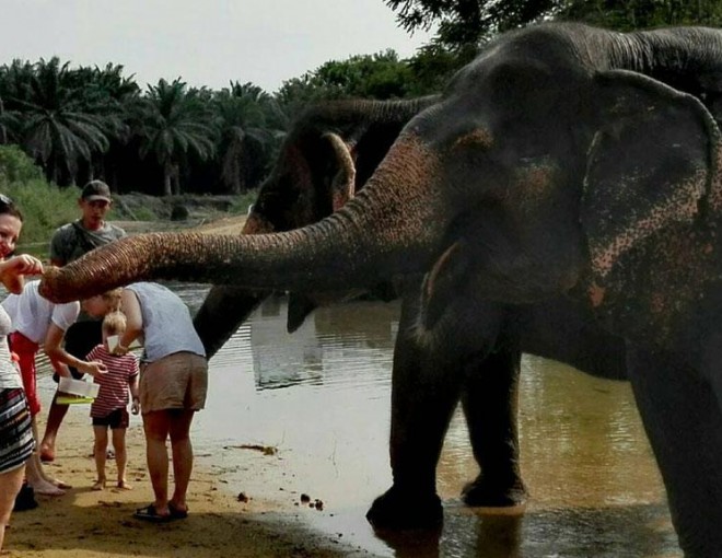 Krabi Elephant Care