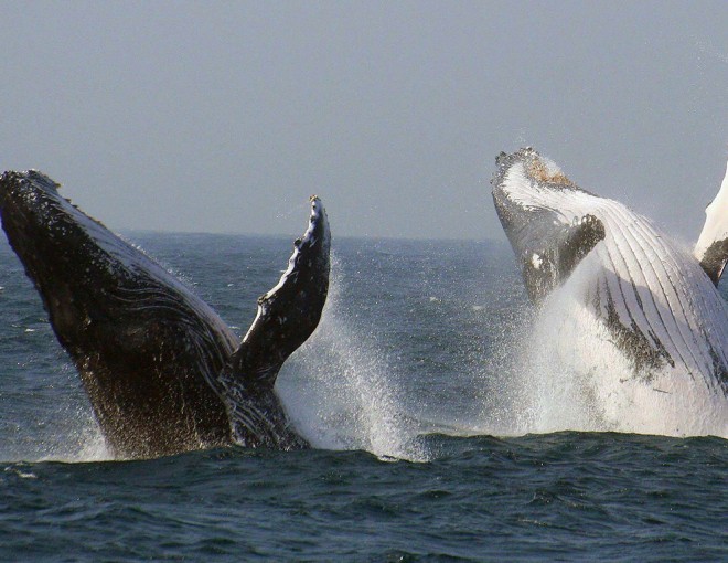 Whale and Dolphin Spotting