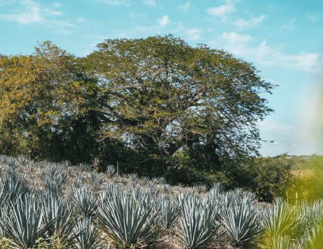 Sabores de Mazatlán