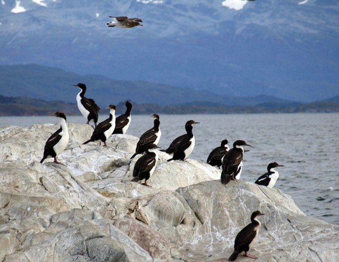 Catamaran Voyage To Penguin Island and Historic Estancia Harberton