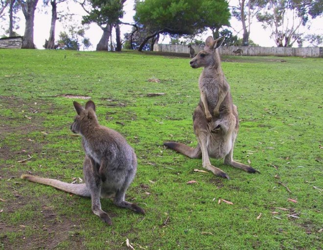 Tasmanian Devils and Richmond