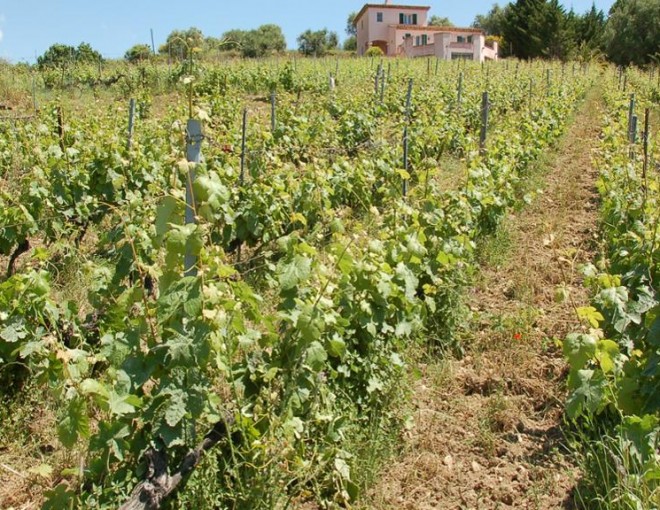 Secret Organic Vineyards of Nice - Ebike Tour