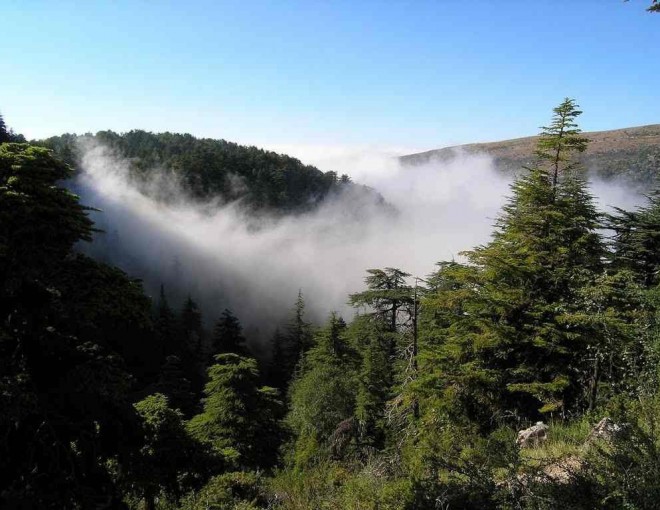 Flexible offer: Cedars Forests Hiking